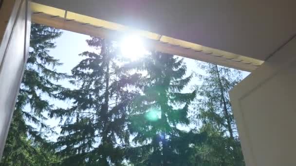 Looking up at sun shining through evergreen trees — Stock Video