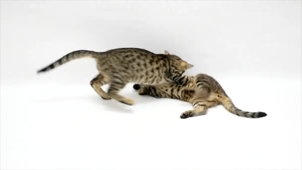Две кошки играют друг с другом на белом фоне, замедленная съемка — стоковое видео