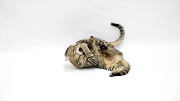 Dos gatos juegan entre sí sobre fondo blanco, cámara lenta — Vídeo de stock