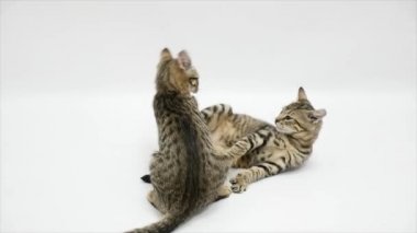 İki kedi beyaz bir arka plan üzerinde ağır çekim birbirleriyle kavga