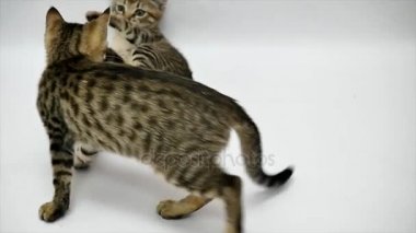 İki kedi birbirleri ile beyaz zemin üzerine, ağır çekim oyun