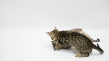 İki kedi beyaz bir arka plan üzerinde ağır çekim birbirleriyle kavga