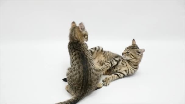 Two cats fight each other on a white background,slow motion — Stock Video