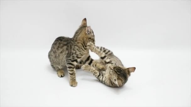 Dois gatos lutam um contra o outro em um fundo branco, câmera lenta — Vídeo de Stock