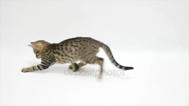 Gato jogando contra um fundo branco, câmera lenta — Vídeo de Stock