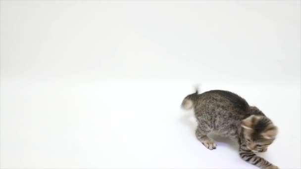 Gato jugando contra un fondo blanco, cámara lenta — Vídeo de stock