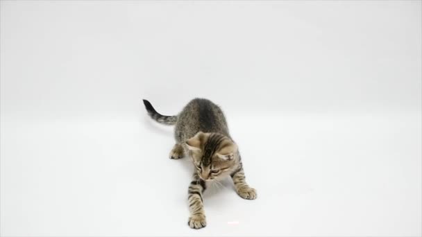 Cat playing against a white background,slow motion — Stock Video