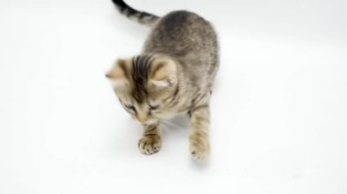 kedi beyaz bir arka plan üzerinde oynanır