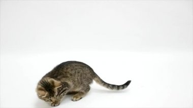 Beyaz bir arka plan karşı yavaş oynayan kedi