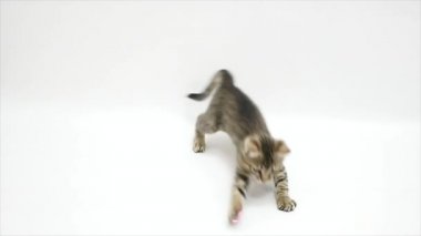 Beyaz bir arka plan karşı yavaş oynayan kedi