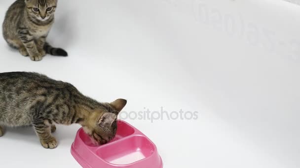 Un gato se lame y otro bebe leche sobre un fondo blanco — Vídeos de Stock