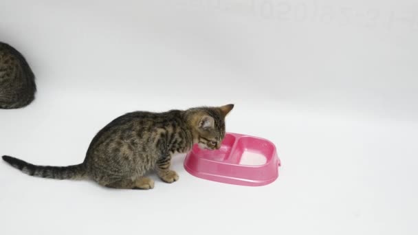 Un chat se lèche et un autre boit du lait sur fond blanc 
