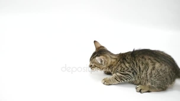 Кошка прыгает на белом фоне к камере замедленной съемки — стоковое видео