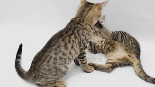 Две кошки играют друг с другом на белом фоне — стоковое видео