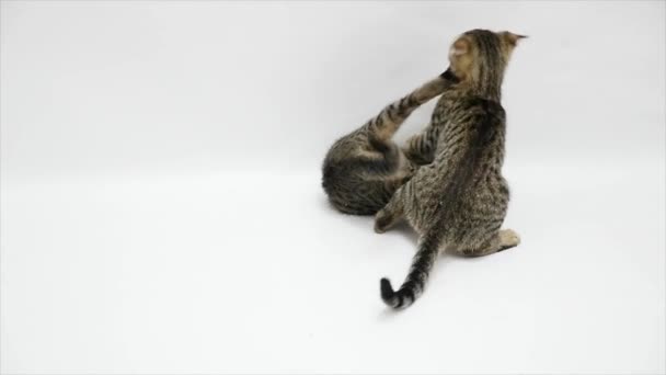 Two cats fight each other on a white background,slow motion — Stock Video
