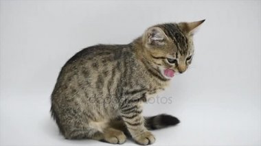 bir kedi beyaz bir arka plan üzerinde oturuyor