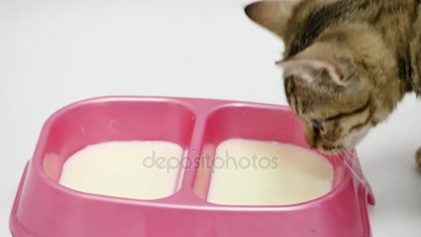 Кот пьет молоко из миски на белом фоне — стоковое видео