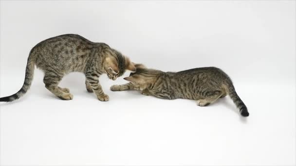 Dos gatos están jugando sobre un fondo blanco — Vídeo de stock
