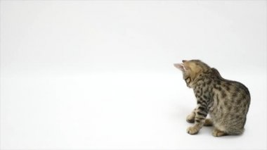 bir kedi beyaz bir arka plan üzerinde oturuyor