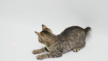 İki kedi birbirleri ile beyaz arka plan üzerinde oynamak