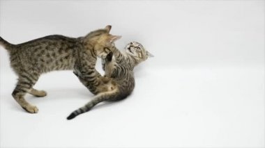 İki kedi beyaz bir arka plan üzerinde ağır çekim birbirleriyle kavga