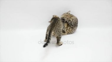 İki kedi beyaz bir arka plan üzerinde ağır çekim birbirleriyle kavga