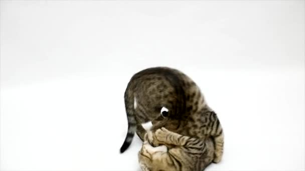 Dwa koty walczą ze sobą na białym tle, w zwolnionym tempie — Wideo stockowe