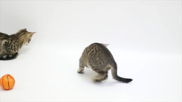 Two cats are playing on a white background