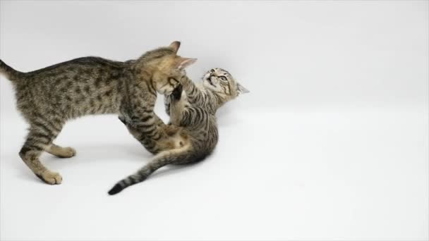 Δύο γάτες πολεμούν μεταξύ τους σε λευκό φόντο, αργή κίνηση — Αρχείο Βίντεο