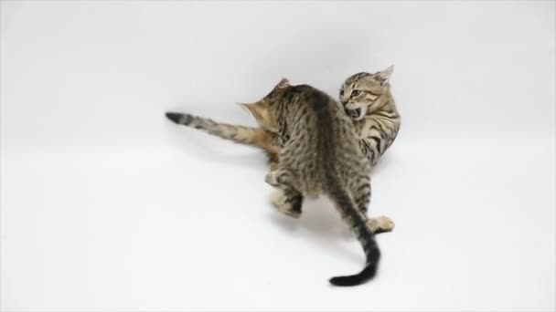 Twee katten bestrijden elkaar op een witte achtergrond, slow-motion — Stockvideo