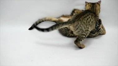 İki kedi birbirleri ile beyaz zemin üzerine, ağır çekim oyun