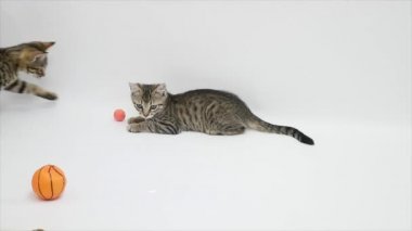 kedi beyaz zemin üzerinde bir top oynamak