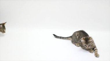 İki kedi beyaz bir arka plan üzerinde oynuyorlar