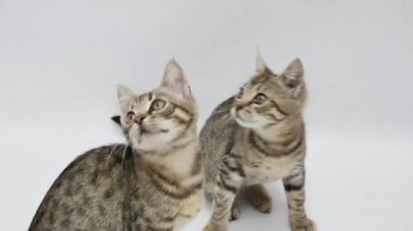 kedi sıçrama ve beyaz bir arka plan karşı bak