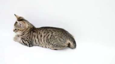 kedi beyaz bir arka plan üzerinde oynanır