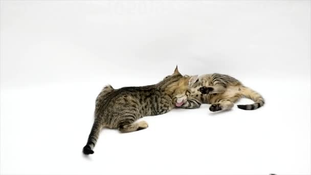 Two cats play with each other on white background, slow motion — Stock Video