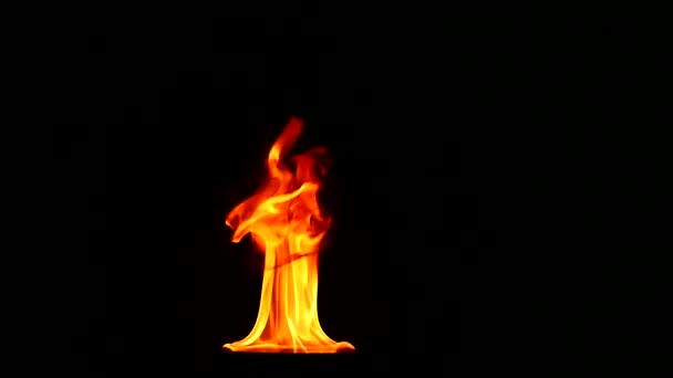 Tongues flame on a black background, slow motion — Stock Video