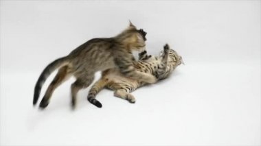 İki kedi beyaz bir arka plan üzerinde ağır çekim birbirleriyle kavga