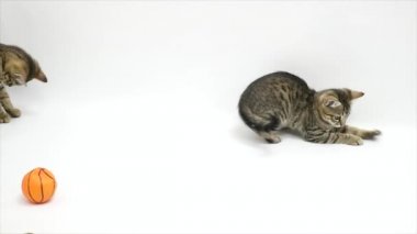 İki kedi beyaz bir arka plan üzerinde oynuyorlar