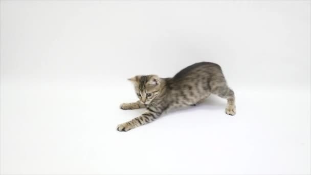 Gato jugando contra un fondo blanco, cámara lenta — Vídeos de Stock