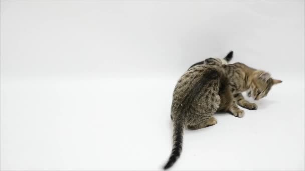 Twee katten bestrijden elkaar op een witte achtergrond, slow-motion — Stockvideo