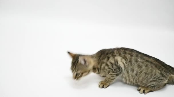 Gatto che salta su uno sfondo bianco verso la fotocamera slow motion — Video Stock