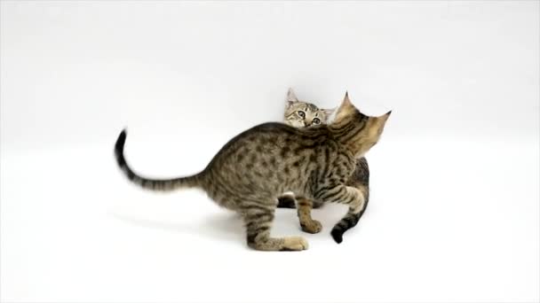 Dos gatos juegan entre sí sobre fondo blanco, cámara lenta — Vídeos de Stock