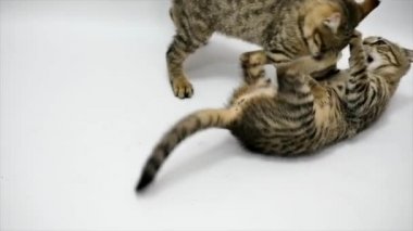 İki kedi birbirleri ile beyaz zemin üzerine, ağır çekim oyun