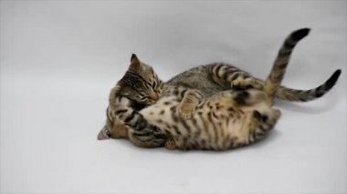 İki kedi birbirleri ile beyaz zemin üzerine, ağır çekim oyun