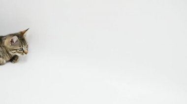 Beyaz bir arka plan karşı atlama kedi