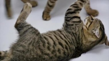 İki kedi birbirleri ile beyaz zemin üzerine, ağır çekim oyun