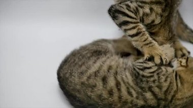 İki kedi birbirleri ile beyaz zemin üzerine, ağır çekim oyun