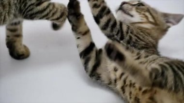 İki kedi birbirleri ile beyaz zemin üzerine, ağır çekim oyun