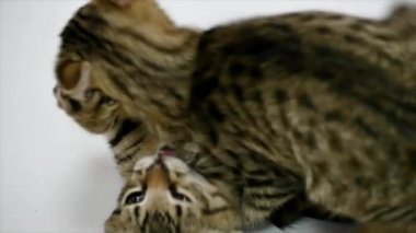 İki kedi birbirleri ile beyaz zemin üzerine, ağır çekim oyun